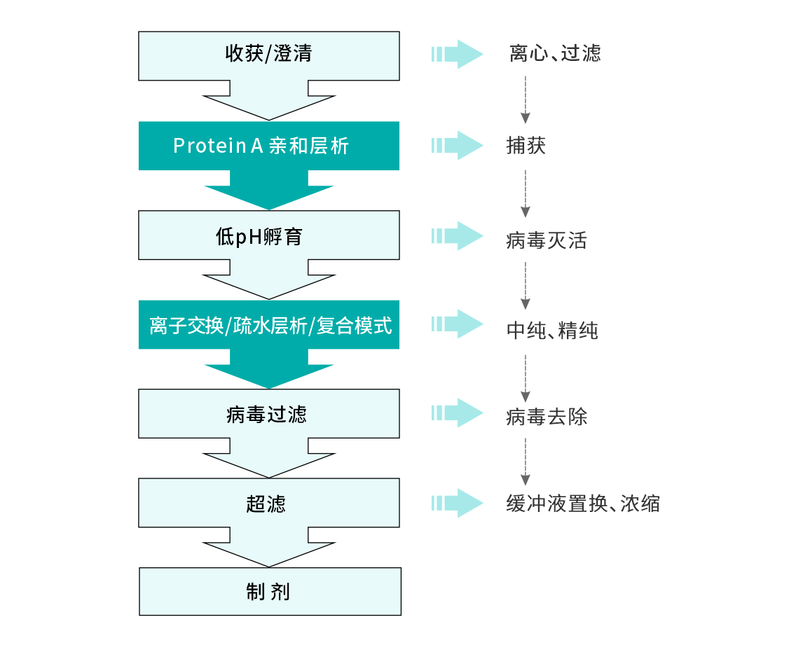 抗体纯化工艺图.png