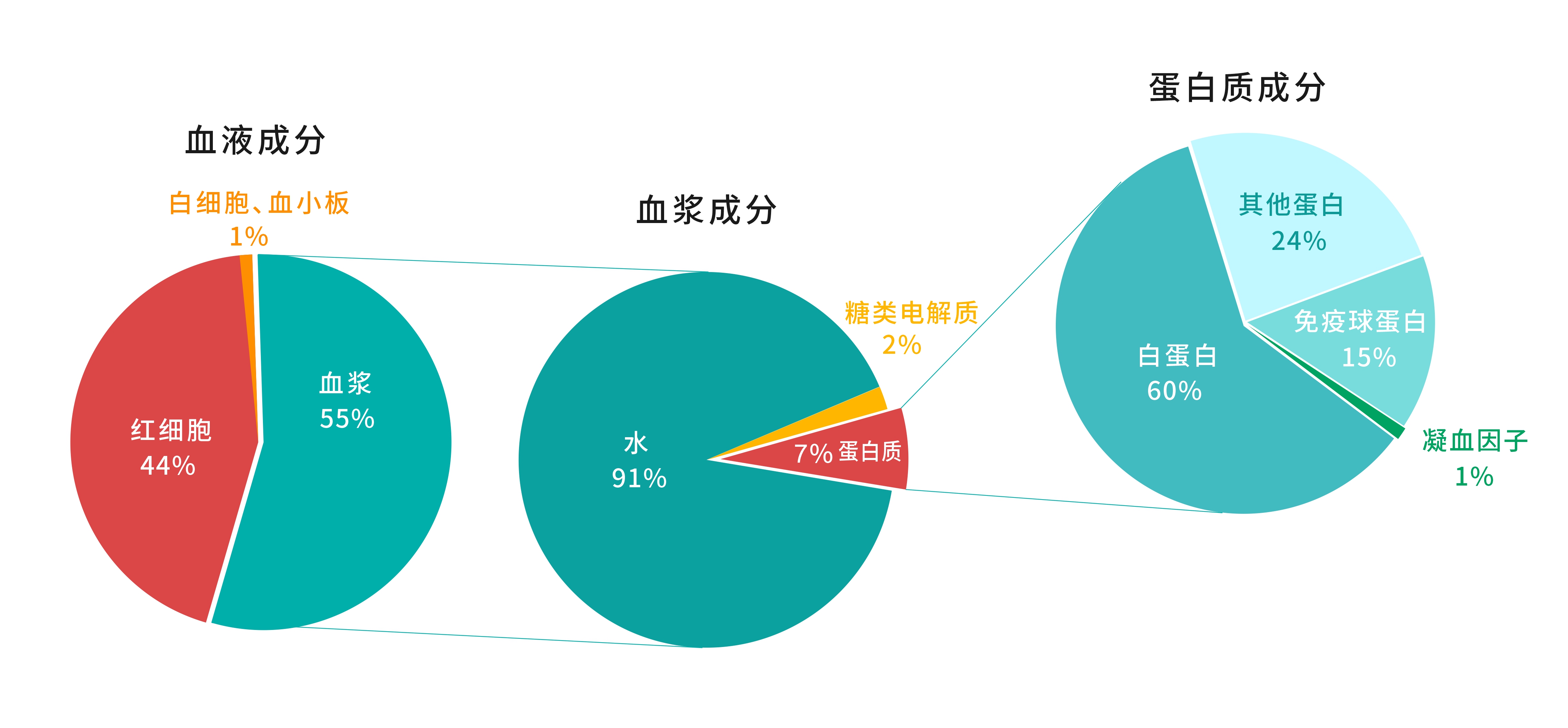 血液成分组成.jpg