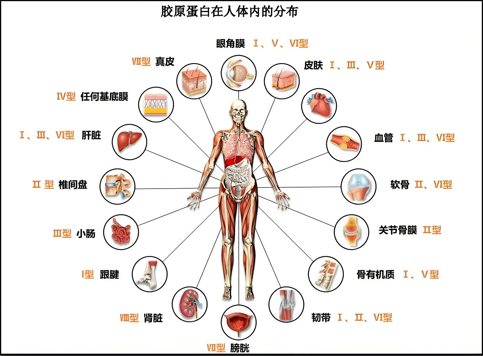 Figure 2. 胶原蛋⽩在⼈体内的分布.jpg