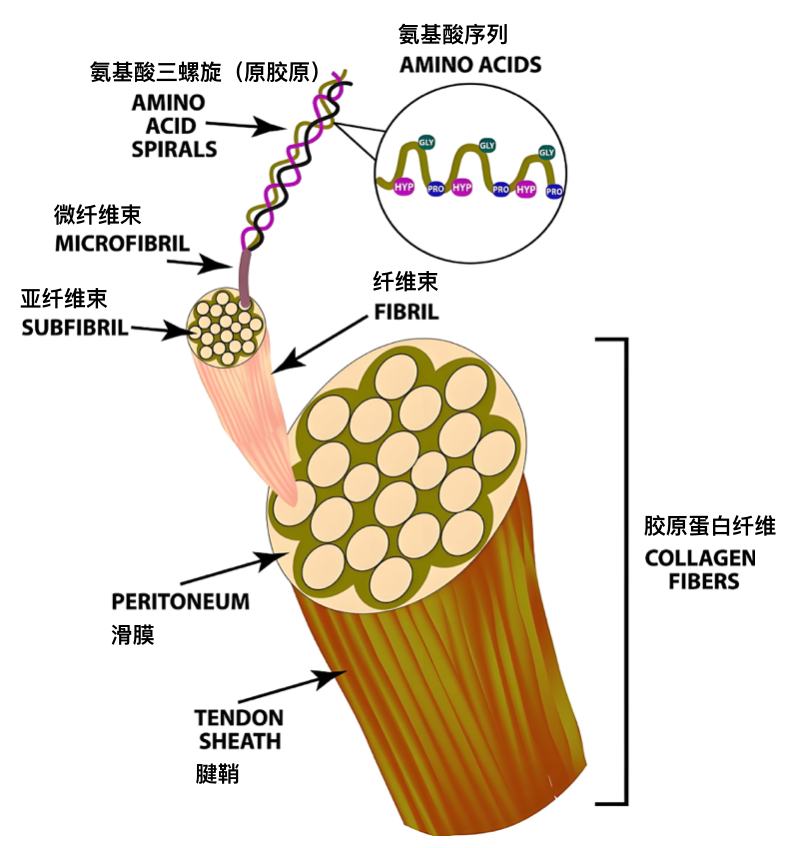 Figure 3. 胶原蛋⽩的结构.jpg